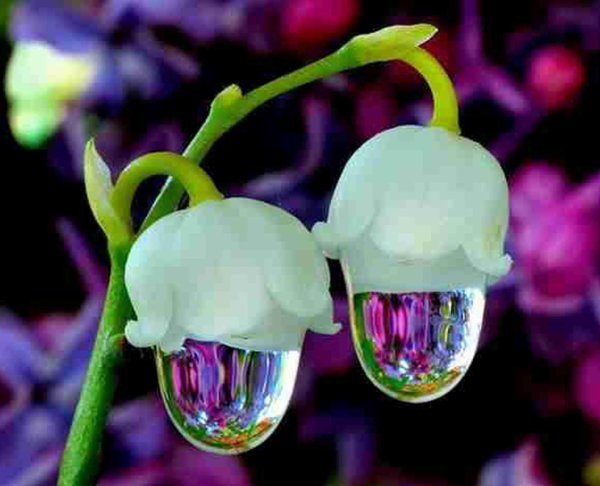 ландыши цветок