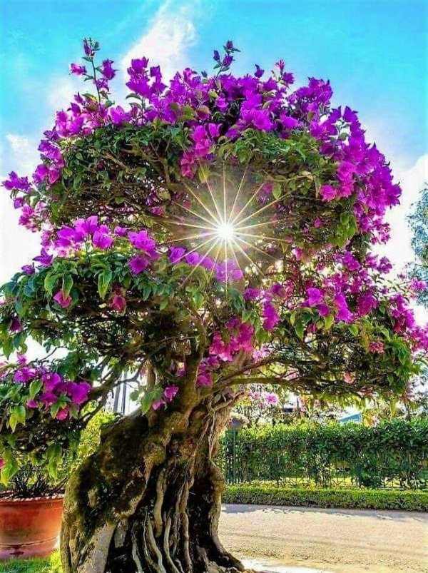 красивоцветущие тропические деревья