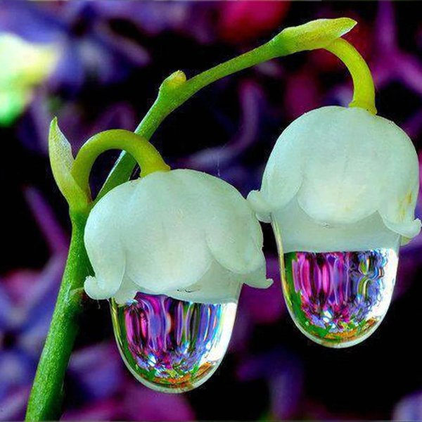 ландыши майские