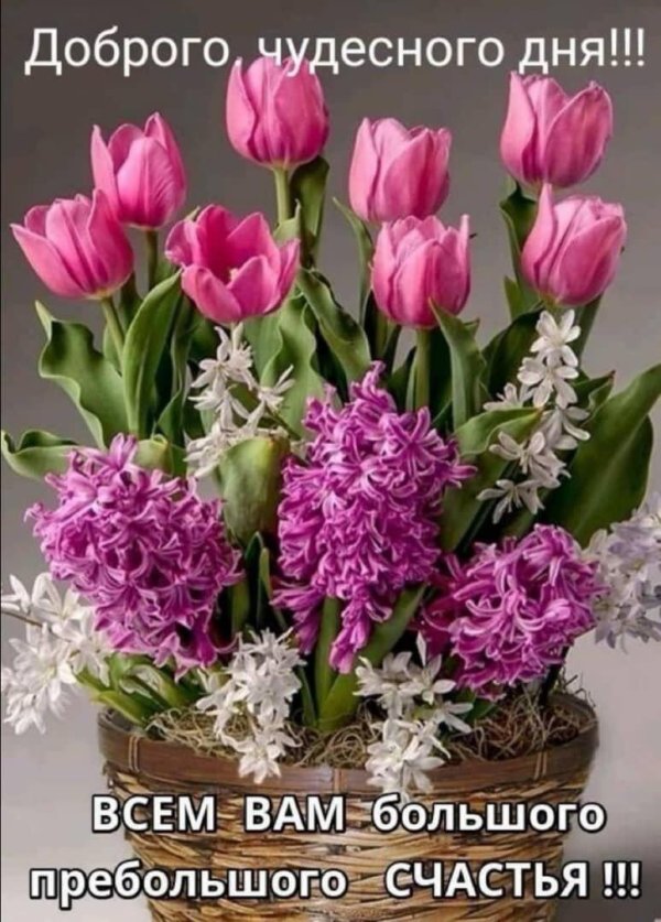 горшечный гиацинт