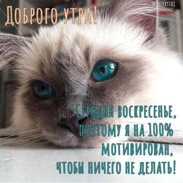 бирманская кошка