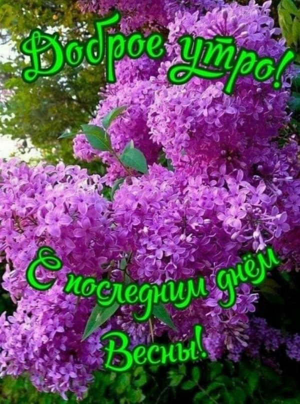 сирень повислая