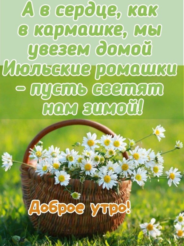 доброе утро ромашка