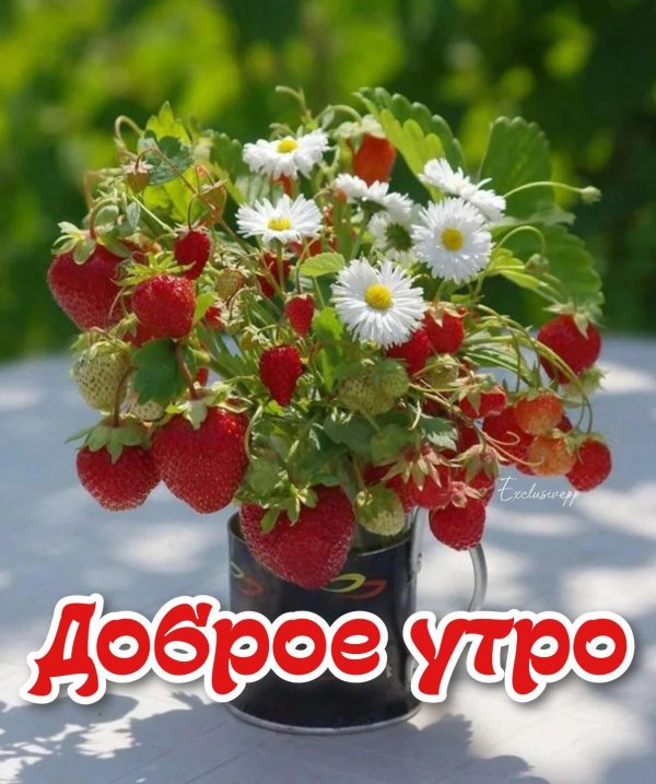 летние ягоды