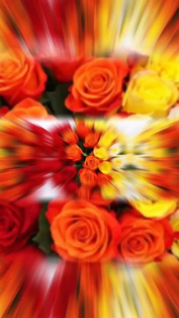 красно оранжевые розы