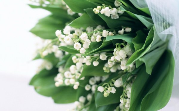 ландыш букет