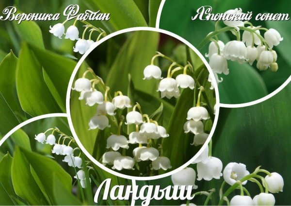 ландыш convallaria majalis