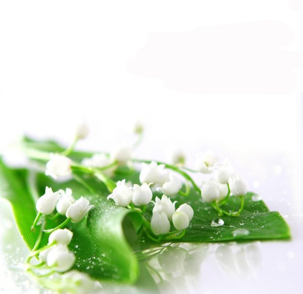 цветок ландыш