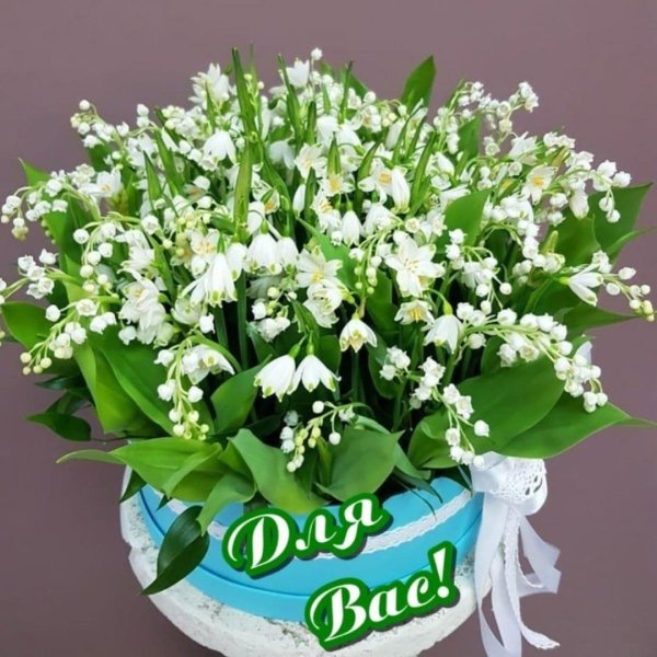 ландыш майский розеа