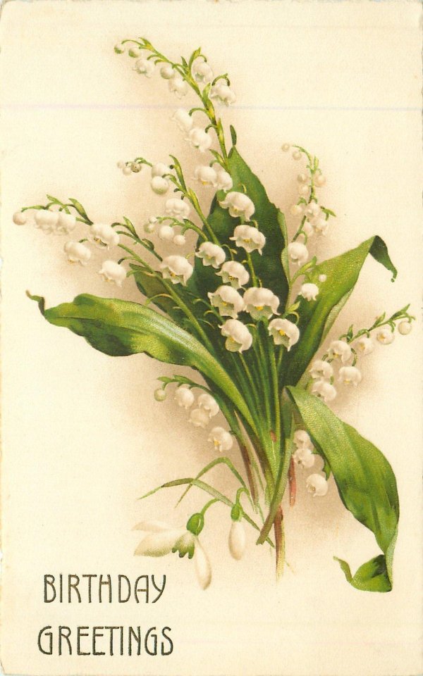 ландыш майский розеа