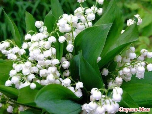 поздравительная открытка с ландышами