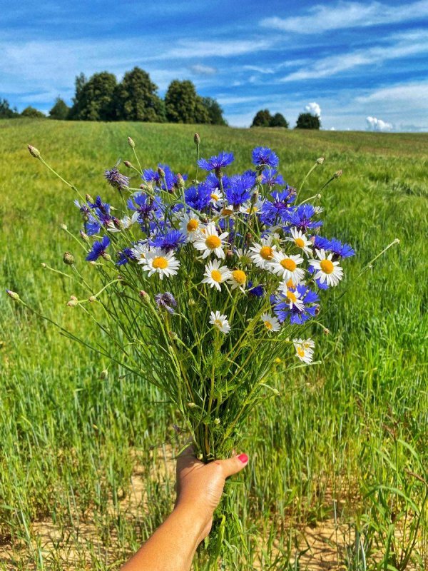 ромашко васильковое поле