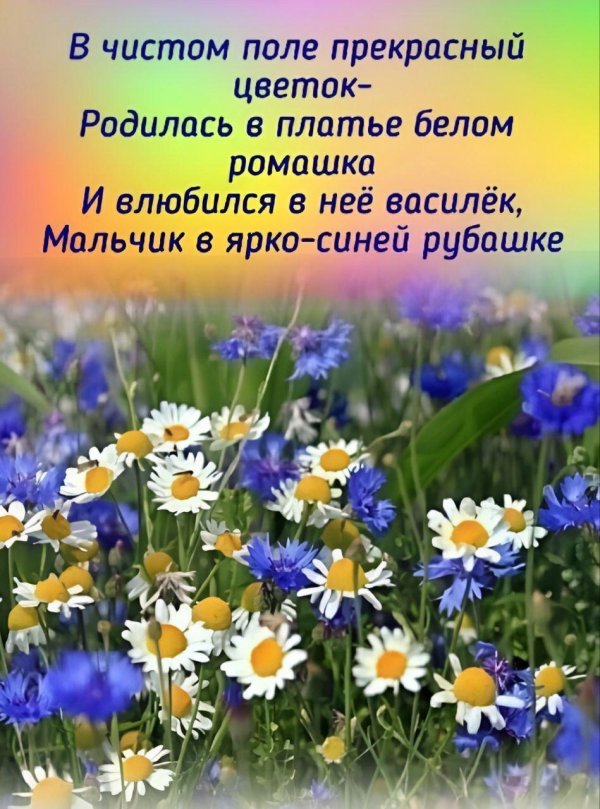 цветок полевой