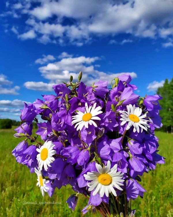 кампанула васильковая