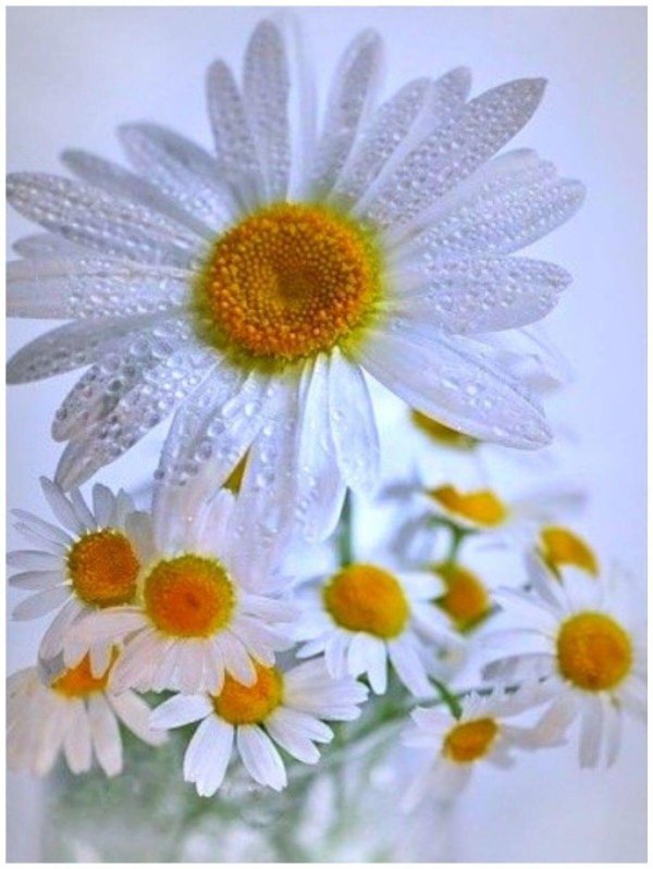 красивая ромашка