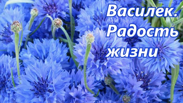 василек блу болл