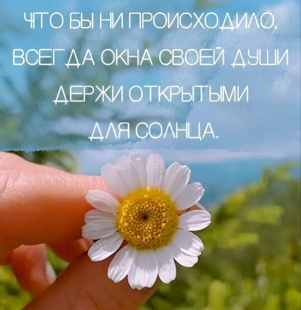 доброго утра ромашки