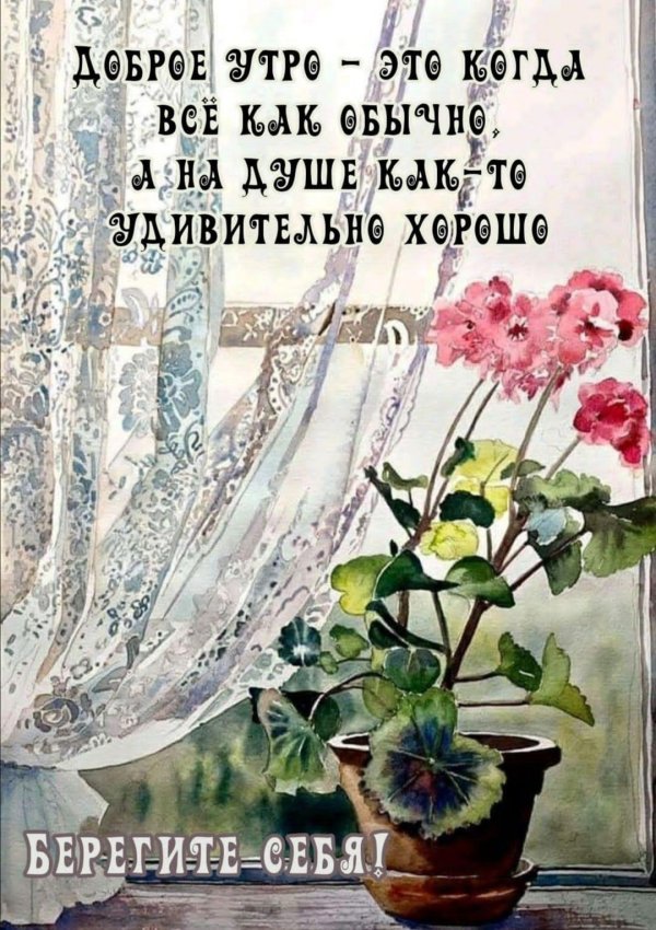 герань на окне