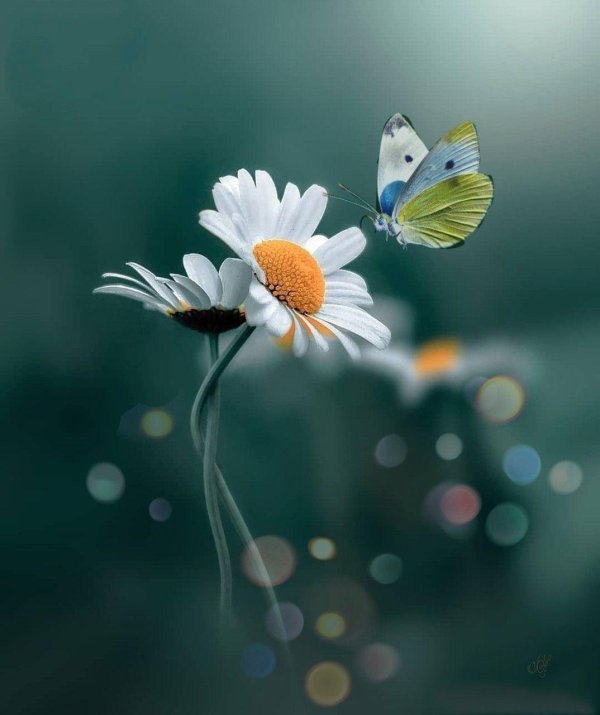 бабочка цветок