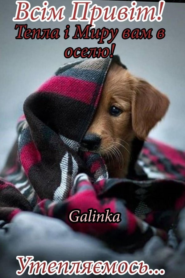 милые щенки