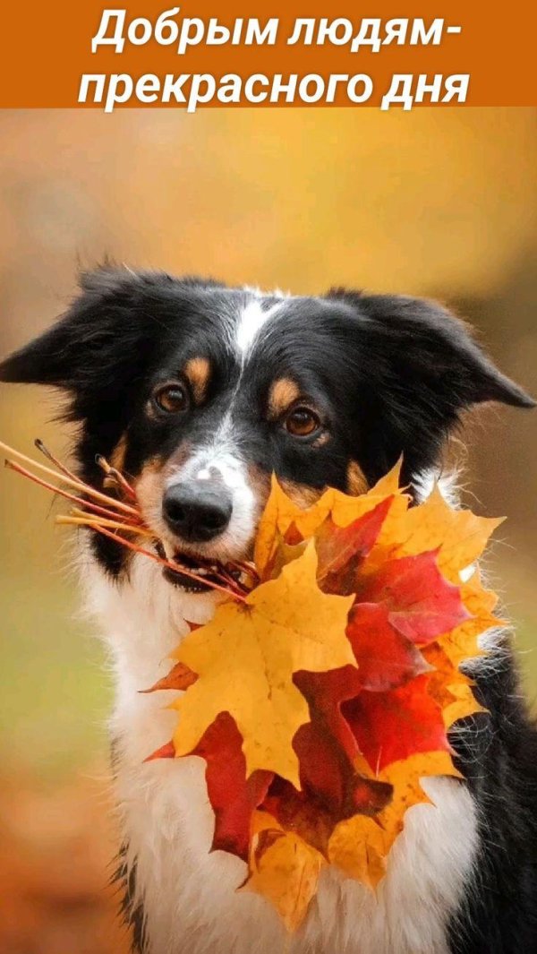 животные осень