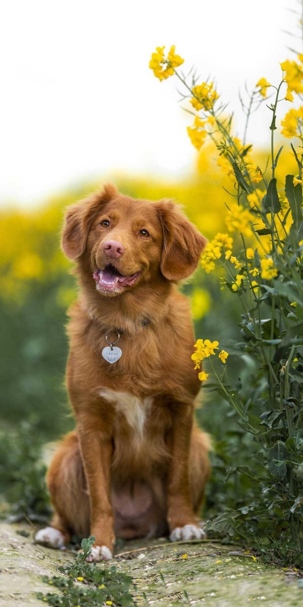 новошотландский ретривер
