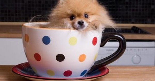померанский шпиц teacup
