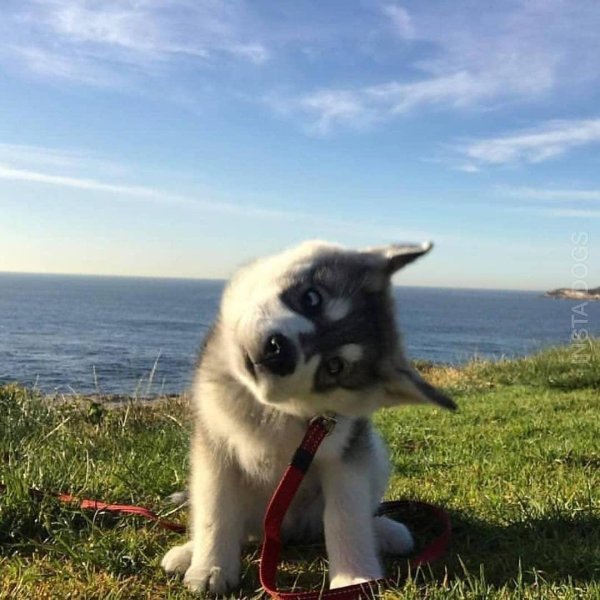 забавный щенок