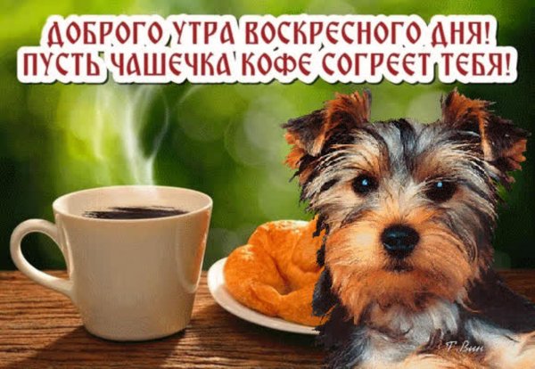 воскресенья хорошего собаки