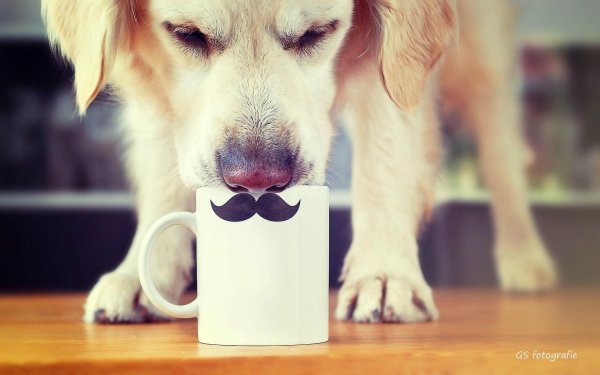 дог френдли кофейня