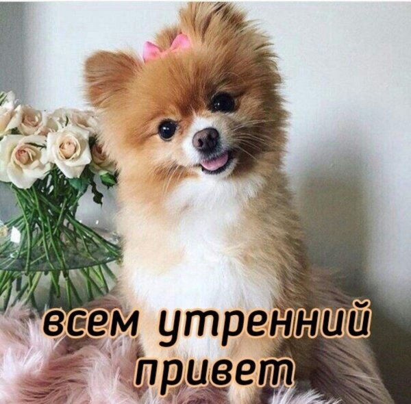 померанские шпицы