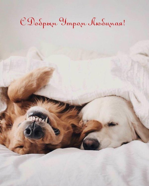 влюбленные собаки