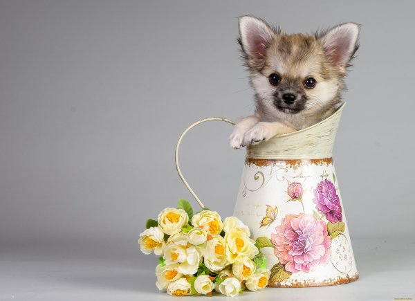 щенки чихуахуа