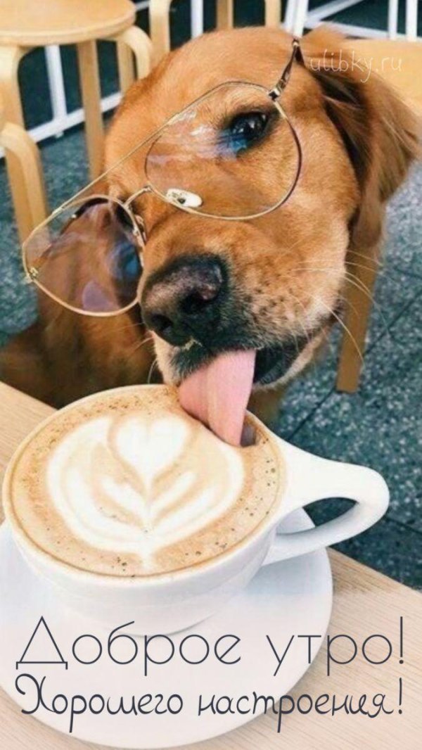 доброго утра с животными