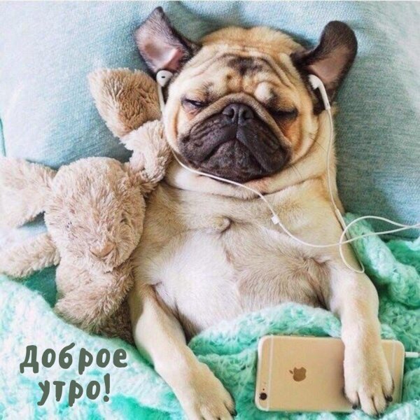 спящий мопс