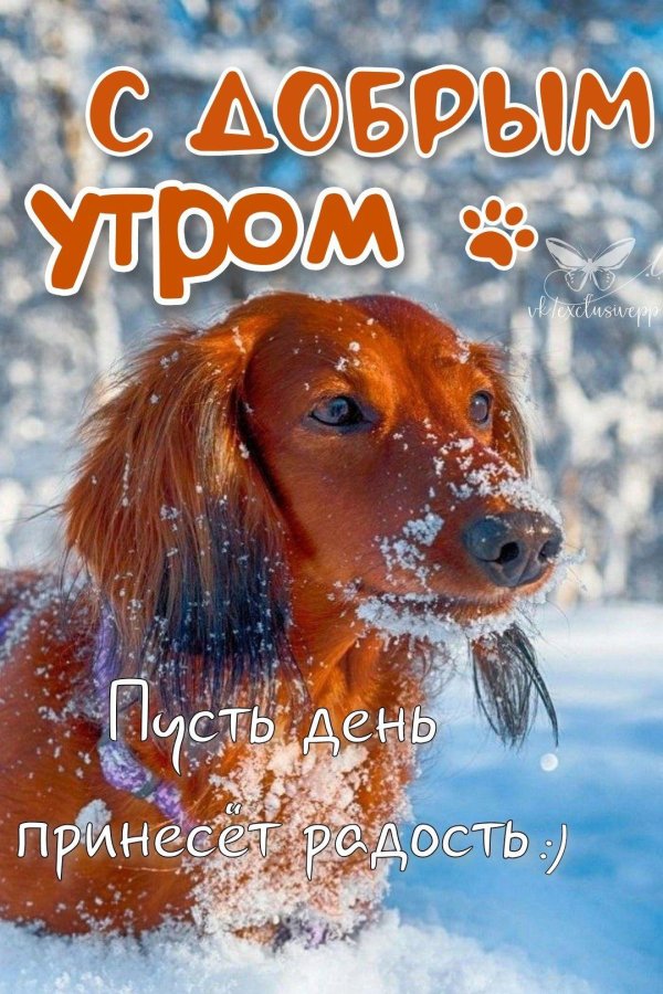 доброго утра зимнего