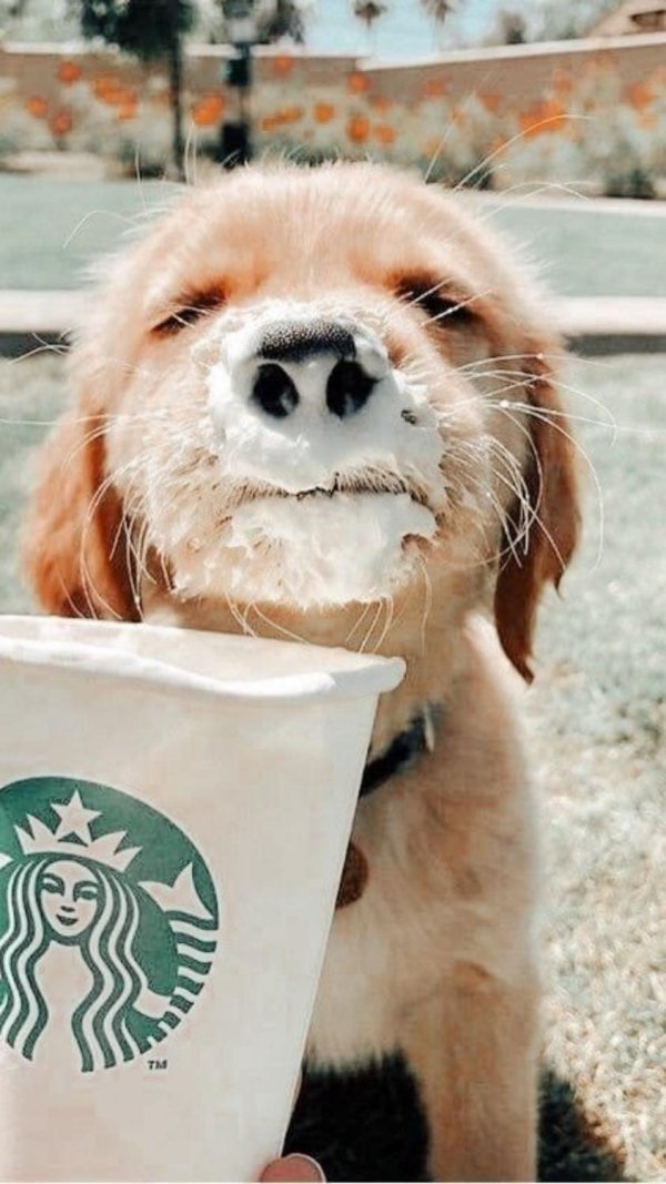 забавные собаки