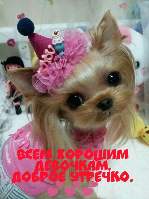 ершистый терьер