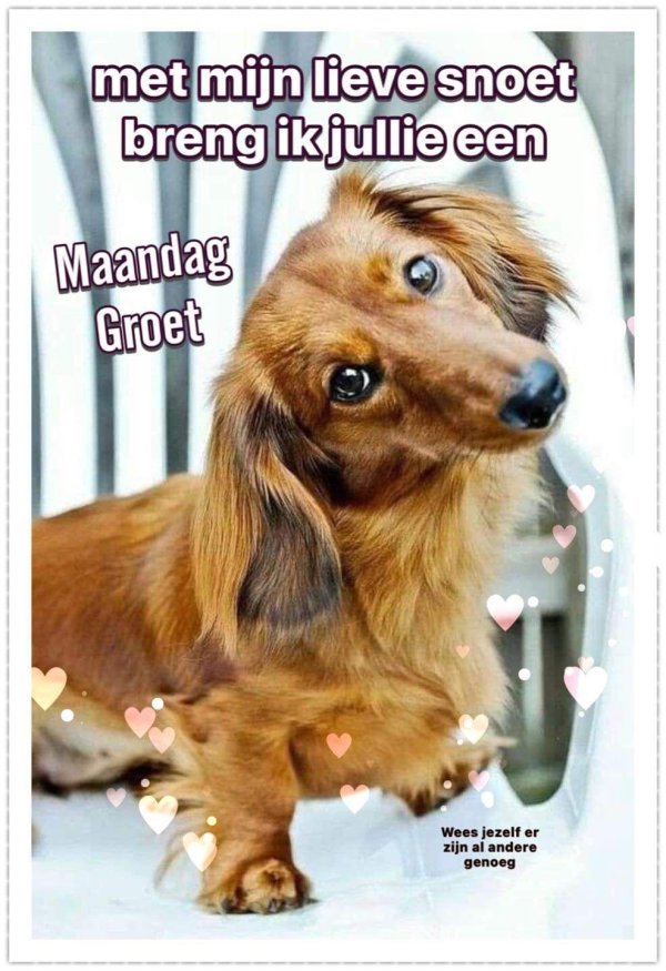 такса длинношерстная