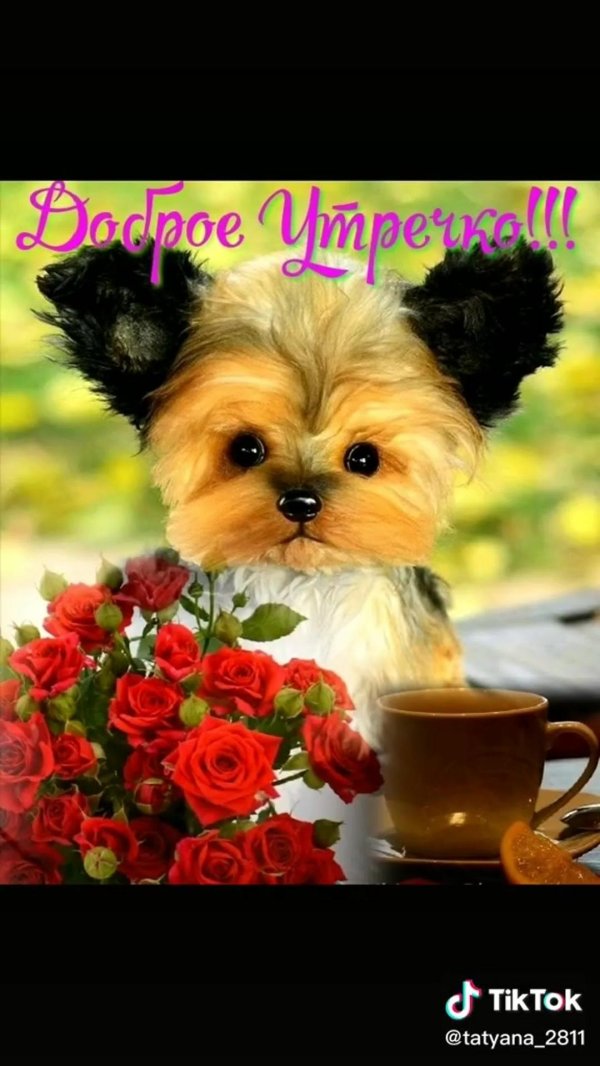 красивые собачки