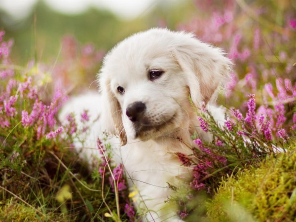 золотистые ретриверы щенки