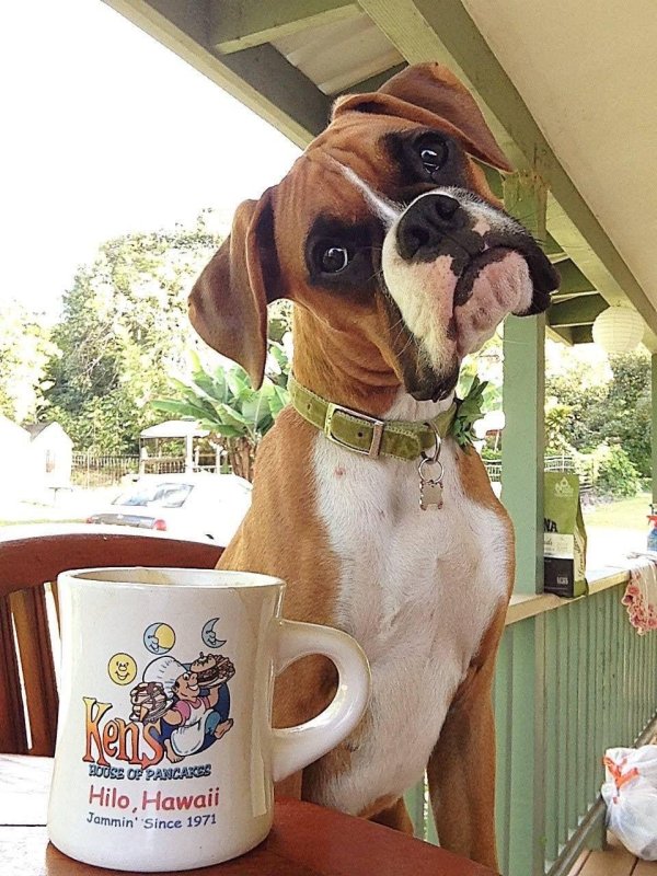 порода боксер