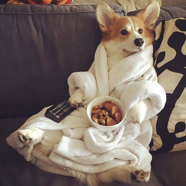 вельш корги