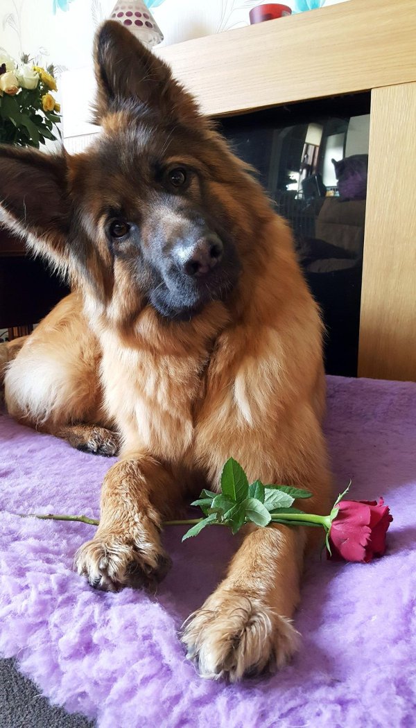 немецкая овчарка