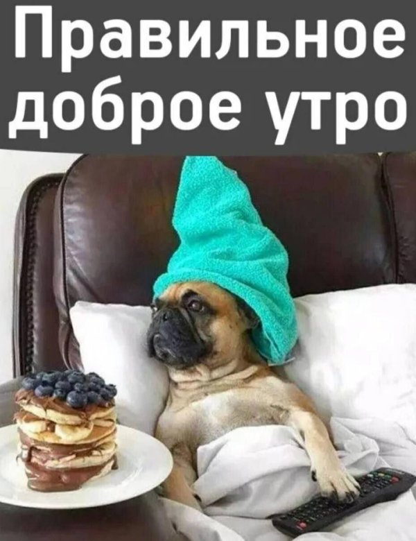 с добрым утром с животными смешные