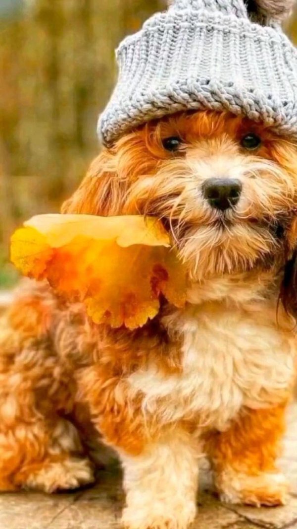 добрая осень