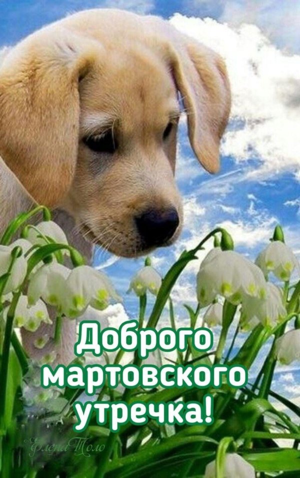 доброго весеннего утра животные