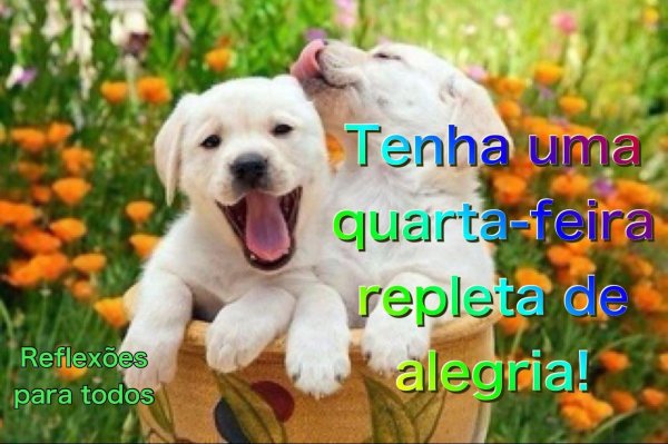 щенки лабрадор