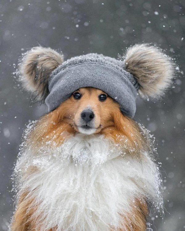 шапочка собачки