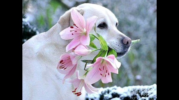 весна собачка